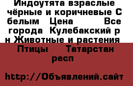 Индоутята взраслые чёрные и коричневые С белым › Цена ­ 450 - Все города, Кулебакский р-н Животные и растения » Птицы   . Татарстан респ.